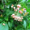 Manhattan Euonymus Live Shrub – Evergreen with Pinkish Fruit – 2.5 inch Pot - Image 1