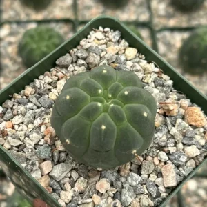 Matucana Madisoniorum Albiflora Cactus Live Plant – Rare White Flowers 4 inch pot Indoor - Image 3