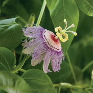 Maypop Passionflower Live Plant - Passiflora Incarnata, Purple Blooms, Edible Fruit, 4-6