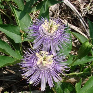 Maypop Passionflower Live Plant - Passiflora Incarnata, Purple Blooms, Edible Fruit, 4-6