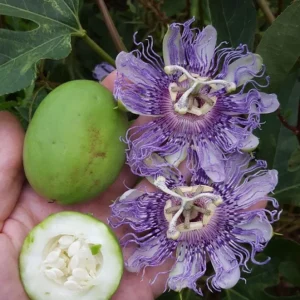 Maypop Passionflower Live Plant - Passiflora Incarnata, Purple Blooms, Edible Fruit, 4-6