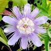 Maypop Passionflower Live Plant - Passiflora Incarnata, Purple Blooms, Edible Fruit, 4-6" Tall, Perennial Vine - Image 1