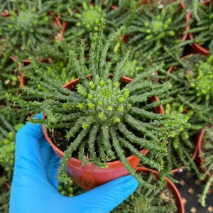 Medusa's Head Plant Live Succulent – Euphorbia Flanaganii – 4 inch or 6 inch Pot - Image 2