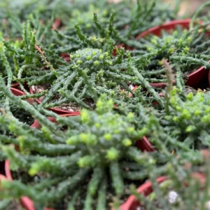 Medusa's Head Plant Live Succulent – Euphorbia Flanaganii – 4 inch or 6 inch Pot - Image 3