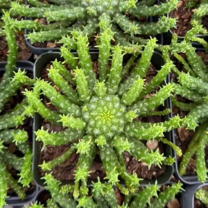 Medusa's Head Plant Live Succulent – Euphorbia Flanaganii – 4 inch or 6 inch Pot - Image 4