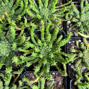 Medusa's Head Plant Live Succulent – Euphorbia Flanaganii – 4 inch or 6 inch Pot - Image 5