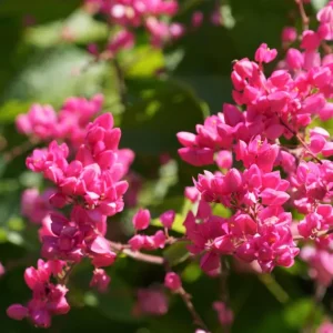 Mexican Creeper Live Plant Set - 4 Pink Flowering Vines, Antigonon leptopus, 4-6