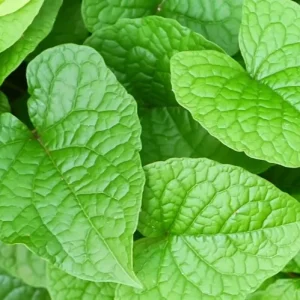 Mexican Creeper Live Plant Set - 4 Pink Flowering Vines, Antigonon leptopus, 4-6