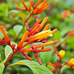 Mexican Firebush Live Plants – Hamelia Patens Starter Plants – Hummingbird Magnet – 2-Pack, 4-6 in Tall - Image 5