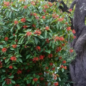 Mexican Firebush Live Plants – Hamelia Patens Starter Plants – Hummingbird Magnet – 2-Pack, 4-6 in Tall - Image 9