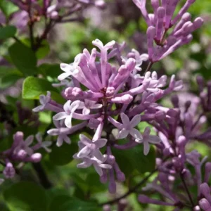 Miss Kim Lilac Shrub Live Plant – 6-12 inch Height – Quart Pot – Outdoor - Image 2