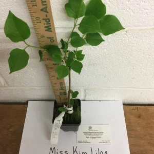 Miss Kim Lilac Shrub Live Plant – 6-12 inch Height – Quart Pot – Outdoor - Image 3