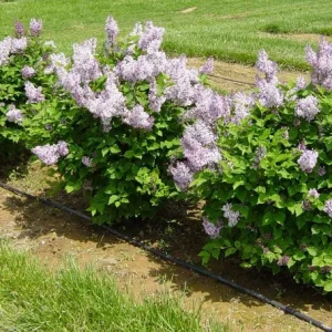Miss Kim Lilac Shrub Live Plant – 6-12 inch Height – Quart Pot – Outdoor - Image 4