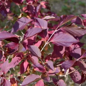 Miss Kim Lilac Shrub Live Plant – 6-12 inch Height – Quart Pot – Outdoor - Image 5