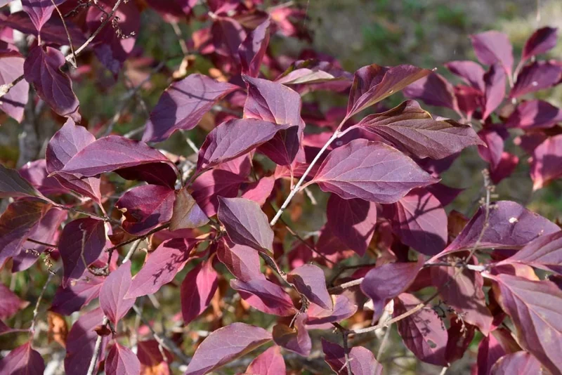 Miss Kim Lilac Shrub Live Plant – 6-12 inch Height – Quart Pot – Outdoor - Image 5