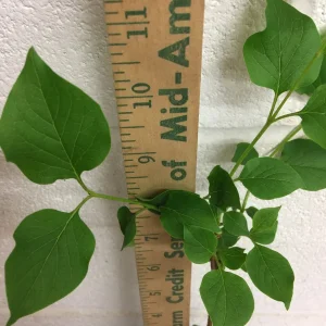 Miss Kim Lilac Shrub Live Plant – 6-12 inch Height – Quart Pot – Outdoor - Image 6