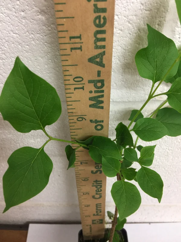 Miss Kim Lilac Shrub Live Plant – 6-12 inch Height – Quart Pot – Outdoor - Image 6