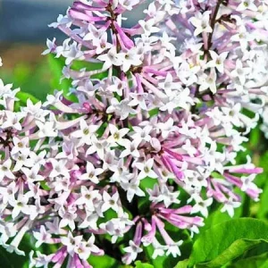 Miss Kim Lilac Shrub Live Plant – 6-12 inch Height – Quart Pot – Outdoor - Image 7