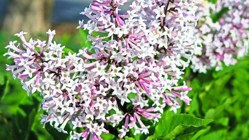 Miss Kim Lilac Shrub Live Plant – 6-12 inch Height – Quart Pot – Outdoor - Image 7