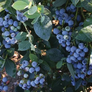 Misty Blueberry Bush Live Plant - Southern Highbush - 4-6