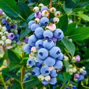 Misty Blueberry Bush Live Plant - Southern Highbush - 4-6
