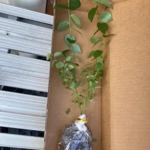 Misty Blueberry Bush Live Plant - Southern Highbush - 4-6