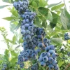 Misty Blueberry Bush Live Plant - Southern Highbush - 4-6" Tall Starter - Image 1