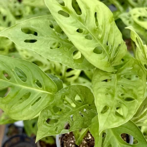 Monstera Adansonii Live Plant - Swiss Cheese Plant, 4 Inch Pot, Indoor - Image 2