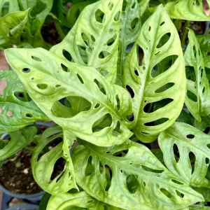 Monstera Adansonii Live Plant - Swiss Cheese Plant, 4 Inch Pot, Indoor - Image 3