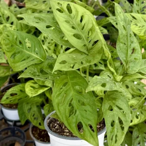 Monstera Adansonii Live Plant - Swiss Cheese Plant, 4 Inch Pot, Indoor - Image 4