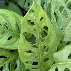 Monstera Adansonii Live Plant - Swiss Cheese Plant, 4 Inch Pot, Indoor - Image 5