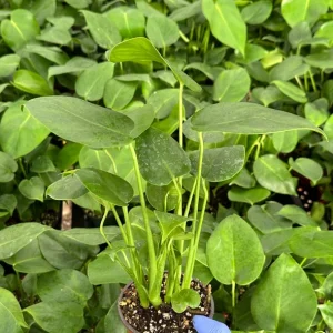 Monstera Deliciosa Live Plant - Swiss Cheese Plant, 4