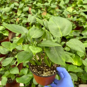 Monstera Deliciosa Live Plant - Swiss Cheese Plant, 4