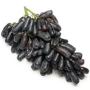 Moon Drops Grape Vine Cuttings - 2 Pack - Edible Black & Purple Table Grapes for Outdoor Growing - Image 3