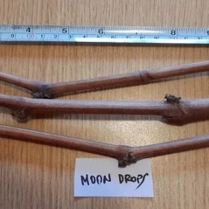 Moon Drops Grape Vine Cuttings - 2 Pack - Edible Black & Purple Table Grapes for Outdoor Growing - Image 1