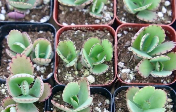 Mother of Thousands Live Plant - Kalanchoe Daigremontiana Succulent, 2 inch pot - Image 2