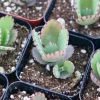 Mother of Thousands Live Plant - Kalanchoe Daigremontiana Succulent, 2 inch pot - Image 1