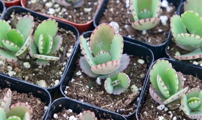 Mother of Thousands Live Plant - Kalanchoe Daigremontiana Succulent, 2 inch pot - Image 1