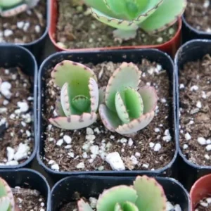 Mother of Thousands Live Plant - Kalanchoe Daigremontiana Succulent, 2 inch pot - Image 3