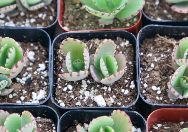 Mother of Thousands Live Plant - Kalanchoe Daigremontiana Succulent, 2 inch pot - Image 3