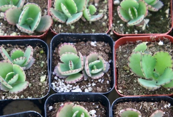 Mother of Thousands Live Plant - Kalanchoe Daigremontiana Succulent, 2 inch pot - Image 4