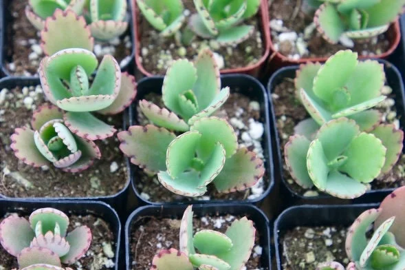 Mother of Thousands Live Plant - Kalanchoe Daigremontiana Succulent, 2 inch pot - Image 5