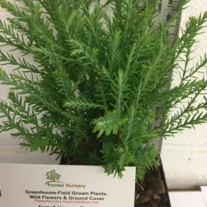 Mr Bowling Ball Arborvitae Live Plant – Dwarf Globe Shrub – 4-6