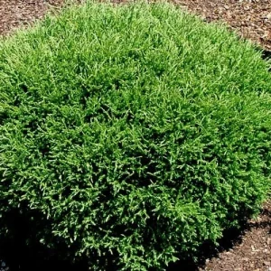Mr Bowling Ball Arborvitae Live Plant – Dwarf Globe Shrub – 4-6