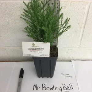 Mr Bowling Ball Arborvitae Live Plant – Dwarf Globe Shrub – 4-6