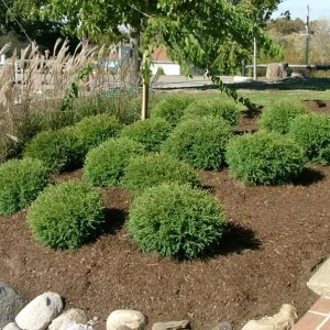 Mr Bowling Ball Arborvitae Live Plant – Dwarf Globe Shrub – 4-6
