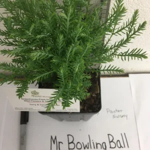 Mr Bowling Ball Arborvitae Live Plant – Dwarf Globe Shrub – 4-6