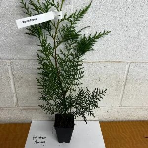 Murray Cypress Live Plant – 25 Count 6-12