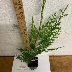 Murray Cypress Live Plant – 25 Count 6-12