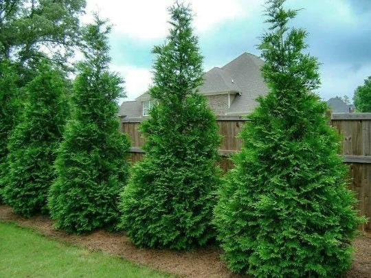 Murray Cypress Live Plant – 25 Count 6-12" Tall – Privacy & Windbreak Evergreen Trees – 2.5" Pot - Image 1